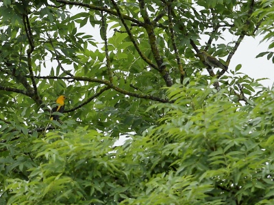 U09A9894 copy 2  FRA:  Loriot d'Europe (Oriolus oriolus) GRB: Eurasian golden oriole DEU: Pirol ESP: Oriolus oriolus ITA:Oriolus oriolus RUS: Обыкновенная иволга CHN: 金黄鹂