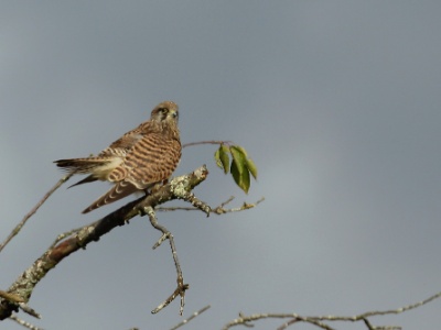 U09A9924 copy  FRA: Faucon crécerelle(Falco tinnunculus) GRB: Common kestrel DEU: Turmfalke ESP: Falco tinnunculus ITA: Falco tinnunculus RUS: Обыкновенная пустельга CHN: 紅隼
