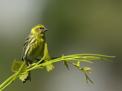U09A9974 copy  FRA: Serin cini (Serinus serinus) GRB: Serin DEU: Girlitz ESP: Serinus serinus ITA: Serinus serinus RUS: Канареечный вьюрок CHN: