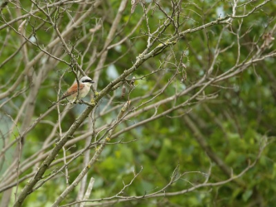 U09A9620 copy  FRA: Pie-grièche écorcheur(Lanius collurio) GRB: Red-backed shrike DEU: Neuntöter ESP: Lanius collurio ITA: Lanius collurio RUS: Обыкновенный жулан CHN: 红背伯劳