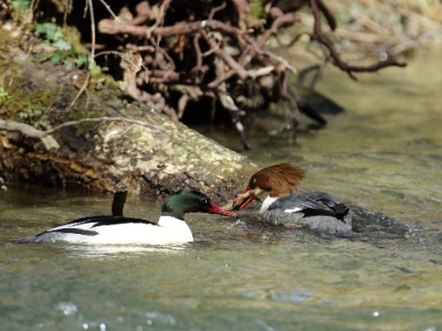 JA8A0762 copy  FRA: Harle bièvre (Mergus merganser) GRB: Common merganser DEU: Gänsesäger ESP: Mergus merganser ITA: Mergus merganser RUS: Большой крохаль CHN: 普通秋沙鸭