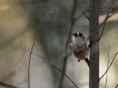 JA8A0902 copy  FRA: Mésange à longue queue GRB: Long-tailed tit DEU: Schwanzmeise ESP: El mito (Aegithalos caudatus) ITA: codibùgnolo RUS: Длиннохвостая синица CHN: 银喉长尾山雀