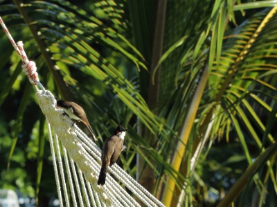 JA8A1327  FR: Bulbul Orphée(Le Condé), Ile Maurice