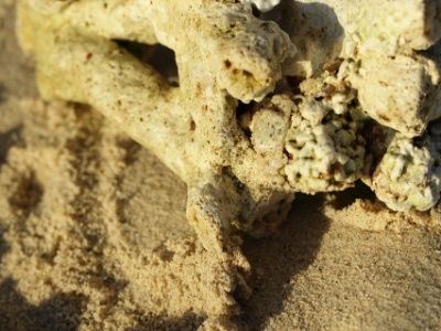 JA8A1466  UK: Do you see the crab?