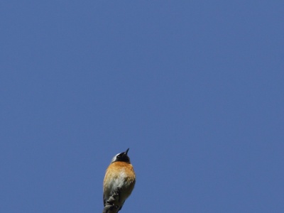 U09A9304 copy  FRA: Rougequeue à front blanc (Phoenicurus phoenicurus)  GRB: Common redstart DEU: Gartenrotschwanz ESP: colirrojo real ITA: Phoenicurus phoenicurus RUS: Обыкновенная горихвостка CHN: