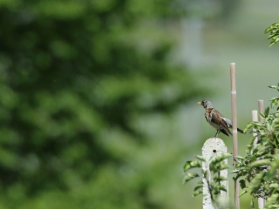 U09A9317 copy  FRA: Grive litorne (Turdus pilaris) GRB: Fieldfare DEU: Wacholderdrossel ESP: zorzal real ITA: Turdus pilaris RUS: Рябинник CHN: 田鸫