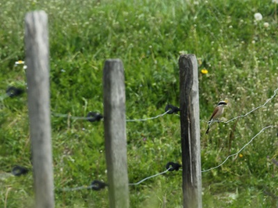 U09A9361 copy  FRA: Pie-grièche écorcheur(Lanius collurio) GRB: Red-backed shrike DEU: Neuntöter ESP: Lanius collurio ITA: Lanius collurio RUS: Обыкновенный жулан CHN: 红背伯劳