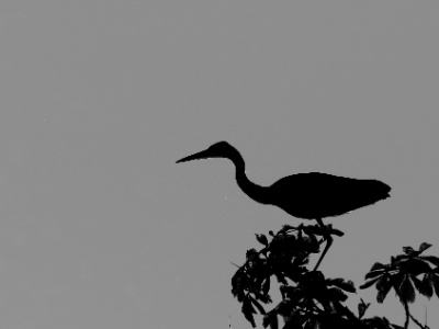 JA8A2397 copy  FRA: Héron cendré (Ardea cinerea) GRB: Grey Heron DEU: Graureiher ESP: Ardea cinerea ITA: Ardea cinerea RUS: Серая цапля CHN: 苍鹭