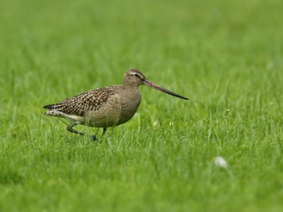 U09A0566 copy  FRA: Barge rousse (Limosa lapponica) GRB: Bar-tailed godwit DEU: Pfuhlschnepfe ESP: Limosa lapponica ITA: Limosa lapponica RUS: Малый веретенник CHN: 斑尾塍鹬