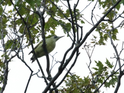 U09A0640 copy  FRA: Pic vert ou pivert (Picus viridis) GRB: Eurpean Green Woodpecker DEU: Grünspecht ESP: Picus viridis ITA: Picus viridis RUS: Зелёный дятел CHN: 欧洲绿啄木鸟