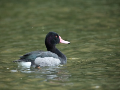 U09A0692 copy  FRA: Nette demi-deuil (Netta peposaca) GRB: Rosy-billed pochard DEU: Peposakaente ESP: Netta peposaca ITA: Netta peposaca RUS:  CHN: