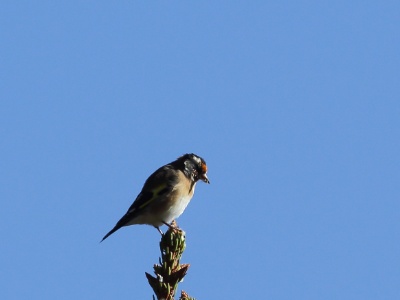U09A0808 copy  FRA: Chardonneret élégant (Carduelis carduelis) GRB: Eupean Goldfinch DEU: Distelfink ESP: Carduelis carduelis  ITA: Carduelis carduelis RUS: Черноголовый щегол CHN: 红额金翅雀