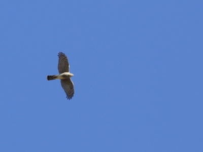 U09A0828 copy  FRA: Épervier d'Europe (Accipiter nisus) GRB: Eurasian sparrowhawk DEU: Sperber (Art) ESP: Accipiter nisus ITA: Accipiter nisus RUS: Ястреб-перепелятник CHN: 雀鹰