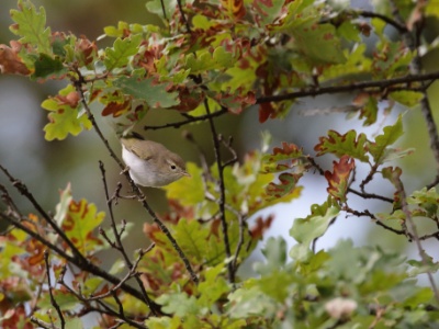 U09A0115 copy  FRA: Pouillot fitis (Phylloscopus trochilus) GRB: Willow Warbler DEU: Fitis ESP: Phylloscopus trochilus ITA: Phylloscopus trochilus RUS: Пеночка-весничка CHN:
