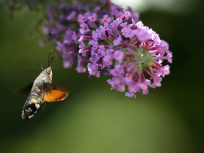 U09A0296 copy  FR: Moro sphinx GRB: Hummingbird hawk-moth DEU: Taubenschwänzchen ESP: Macroglossum stellatarum ITA: Macroglossum stellatarum CHN: 小豆长喙天蛾 RUS: Языкан обыкновенный