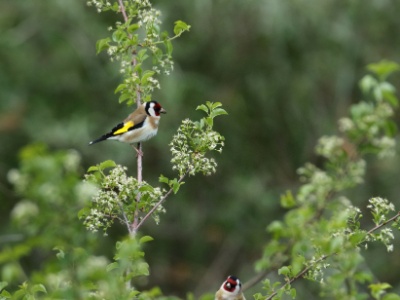 JA8A3826 copy  FRA: Chardonneret élégant (Carduelis carduelis) GRB: Eupean Goldfinch DEU: Distelfink ESP: Carduelis carduelis  ITA: Carduelis carduelis RUS: Черноголовый щегол CHN: 红额金翅雀