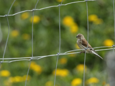 JA8A3847  FRA: Linotte mélodieuse (Linaria cannabina, anciennement Carduelis cannabina)  GRB: Common linnet DEU:Bluthänfling ESP: Linaria cannabina  ITA: Linaria cannabina RUS: Коноплянка CHN: 赤胸朱顶雀