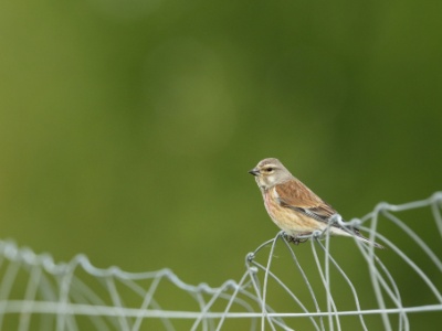 JA8A3854 copy  FRA: Linotte mélodieuse (Linaria cannabina, anciennement Carduelis cannabina)  GRB: Common linnet DEU:Bluthänfling ESP: Linaria cannabina  ITA: Linaria cannabina RUS: Коноплянка CHN: 赤胸朱顶雀