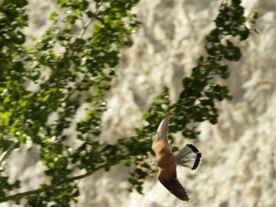 JA8A3889 copy  FRA: Faucon crécerelle(Falco tinnunculus) GRB: Common kestrel DEU: Turmfalke ESP: Falco tinnunculus ITA: Falco tinnunculus RUS: Обыкновенная пустельга CHN: 紅隼