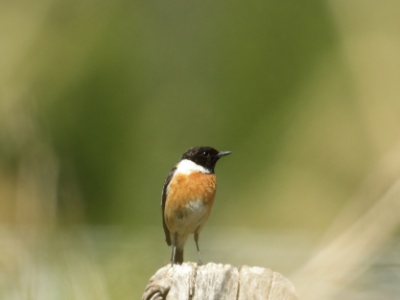 JA8A4020 copy  FRA: Tarier pâtre (Saxicola torquatus) femelle GRB: Eurasian Stonechat DEU: Schwarzkehlchen ESP: Tarabilla común europea ITA: RUS: Черноголовый чекан CHN: