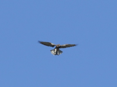 JA8A4025 copy  FRA: Circaète Jean-le-Blanc (Circaetus gallicus) GRB:  Short-toed snake eagle DEU: Schlangenadler ESP: Circaetus gallicus ITA: Circaetus gallicus RUS: Змееяд CHN: 短趾雕