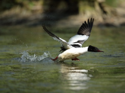 U09A1747  FRA: Harle bièvre (Mergus merganser) GRB: Common merganser DEU: Gänsesäger ESP: Mergus merganser ITA: Mergus merganser RUS: Большой крохаль CHN: 普通秋沙鸭