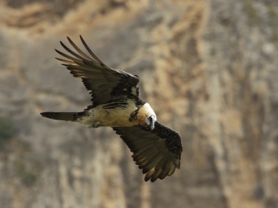 U09A2565 copy 3  FRA: Gypaète barbu (Gypaetus barbatus) GRB: Bearded Vulture DEU: Bartgeier ESP: Gypaetus barbatus ITA: Gypaetus barbatus RUS: Бородач CHN: 胡兀鷲