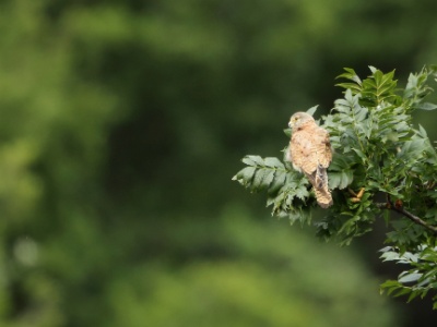U09A2716  FRA: Faucon crécerelle(Falco tinnunculus) GRB: Common kestrel DEU: Turmfalke ESP: Falco tinnunculus ITA: Falco tinnunculus RUS: Обыкновенная пустельга CHN: 紅隼