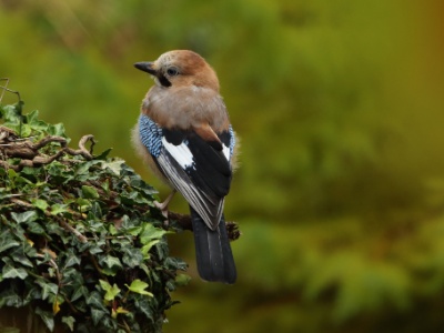 U09A2720 copy  FRA: Geai des chênes (Garrulus glandarius) GRB: Eurasian Jay DEU: Eichelhäher ESP: Garrulus glandarius ITA: ghiandaia RUS: Сойка CHN: 松鴉