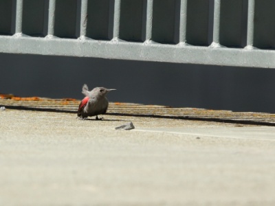 U09A2734 copy  FRA: Tichodrome échelette (Tichodroma muraria) GRB: Wallcreeper DEU:  Mauerläufer ESP: Tichodroma muraria ITA: Tichodroma muraria RUS: Стенолаз CHN: 红翅旋壁雀