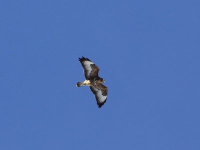 U09A3775 copy  FRA:   Buse variable (Buteo buteo) GRB: Common buzzard DEU: Mäusebussard ESP:  Buteo buteo ITA: Buteo buteo RUS: Обыкновенный канюк CHN: 普通鵟