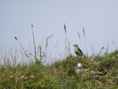 JA8A4878 copy  FRA: Traquet motteux (Oenanthe oenanthe) GRB: Northern wheatear DEU: Steinschmätzer (Art) ESP: Oenanthe oenanthe ITA: Phoenicurus ochruros RUS: Обыкновенная каменка CHN: 穗䳭
