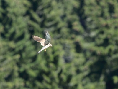 JA8A4912  FRA: Faucon crécerelle(Falco tinnunculus) GRB: Common kestrel DEU: Turmfalke ESP: Falco tinnunculus ITA: Falco tinnunculus RUS: Обыкновенная пустельга CHN: 紅隼