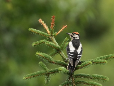 JA8A4785 copy  FRA: Pic épeiche (Dendrocopos major) GRB: Great spotted woodpecker DEU: Buntspecht ESP: Dendrocopos major ITA: Dendrocopos major RUS: Большой пёстрый дятел CHN: 大斑啄木鸟