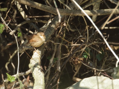 JA8A2997 copy  FRA: Troglodyte mignon (Troglodytes troglodytes) GRB: Winter Wren DEU: Zaunkönig ESP: El chochín ITA: scricciolo comune RUS:  Крапивник CHN: 鹪鹩