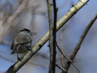 JA8A3078 copy  FRA: Fauvette à tête noire (Sylvia atricapilla) GRB: Eurasian blackcap DEU: Mönchsgrasmücke ESP: Sylvia atricapilla ITA: Sylvia atricapilla RUS: Черноголовая славка CHN: