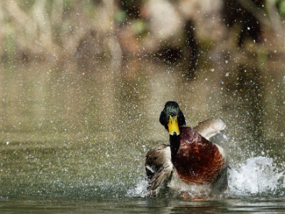 JA8A3169 copy  FRA: Canard colvert (Anas platyrhynchos) GRB: Mallard DEU: Stockente ESP: Anas platyrhynchos ITA: Anas platyrhynchos RUS: Кряква CHN: 绿头鸭