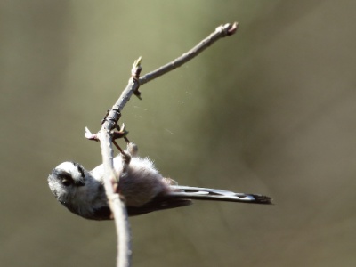 U09A1356 copy  FRA: Mésange à longue queue GRB: Long-tailed tit DEU: Schwanzmeise ESP: El mito (Aegithalos caudatus) ITA: codibùgnolo RUS: Длиннохвостая синица CHN: 银喉长尾山雀