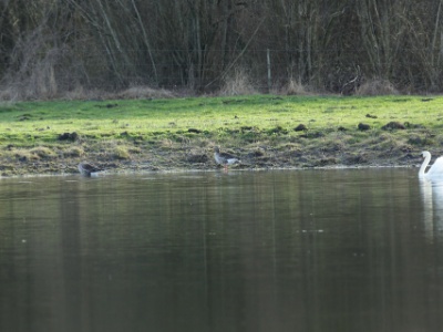 U09A1435  FRA:  Oie cendrée (Anser anser)  GRB: Greylag goose DEU: Graugans ESP: Anser anser ITA: Anser anser RUS: Серый гусь CHN: 灰雁