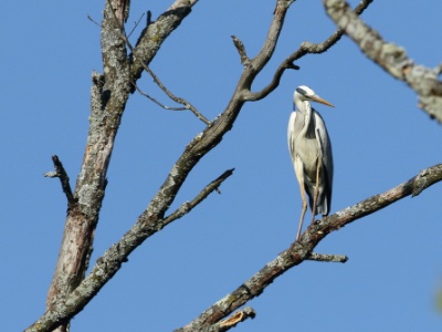 JA8A4093 copy  FRA: Héron cendré (Ardea cinerea) GRB: Grey Heron DEU: Graureiher ESP: Ardea cinerea ITA: Ardea cinerea RUS: Серая цапля CHN: 苍鹭