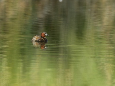 JA8A4102 copy  FRA:  Grèbe castagneux (Tachybaptus ruficollis) GRB: Little grebe DEU: Zwergtaucher ESP: zampullín común ITA: tuffetto comune RUS: Малая поганка CHN: 小鷿鷈