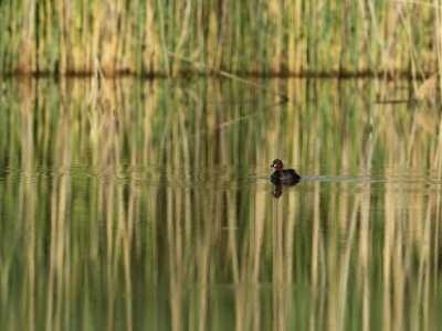 JA8A4223  FRA:  Grèbe castagneux (Tachybaptus ruficollis) GRB: Little grebe DEU: Zwergtaucher ESP: zampullín común ITA: tuffetto comune RUS: Малая поганка CHN: 小鷿鷈