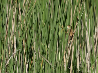 JA8A4245 copy  FRA: Rousserolle effarvatte (Acrocephalus scirpaceus) GRB: Eurasian reed warbler DEU: Teichrohrsänger ESP: Acrocephalus scirpaceus ITA: Acrocephalus scirpaceus RUS: Тростниковая камышовка CHN: 芦苇莺