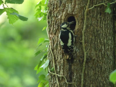 JA8A4269 copy  FRA: Pic épeiche (Dendrocopos major) GRB: Great spotted woodpecker DEU: Buntspecht ESP: Dendrocopos major ITA: Dendrocopos major RUS: Большой пёстрый дятел CHN: 大斑啄木鸟