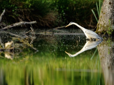 JA8A4340  FRA: Héron cendré (Ardea cinerea) GRB: Grey Heron DEU: Graureiher ESP: Ardea cinerea ITA: Ardea cinerea RUS: Серая цапля CHN: 苍鹭