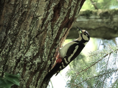 JA8A4382 copy 2  FRA: Pic épeiche (Dendrocopos major) GRB: Great spotted woodpecker DEU: Buntspecht ESP: Dendrocopos major ITA: Dendrocopos major RUS: Большой пёстрый дятел CHN: 大斑啄木鸟
