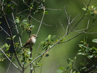JA8A4430 copy  FRA: Pie-grièche écorcheur(Lanius collurio) GRB: Red-backed shrike DEU: Neuntöter ESP: Lanius collurio ITA: Lanius collurio RUS: Обыкновенный жулан CHN: 红背伯劳