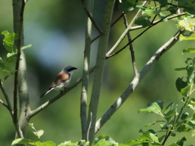 JA8A4454 copy  FRA: Pie-grièche écorcheur(Lanius collurio) GRB: Red-backed shrike DEU: Neuntöter ESP: Lanius collurio ITA: Lanius collurio RUS: Обыкновенный жулан CHN: 红背伯劳