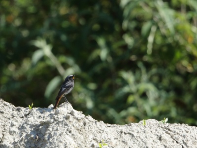 JA8A4621 copy  FRA: Rougequeue noir (Phoenicurus ochruros) GRB: Black Redstart DEU: Hausrotschwanz ESP: Phoenicurus ochruros ITA: Phoenicurus ochruros RUS: Горихвостка-чернушка CHN: 赭红尾鸲