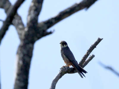 U09A2023 copy  FRA:  Faucon hobereau (Falco subbuteo) GRB: Eurasian hobby DEU: Baumfalke ESP: Falco subbuteo ITA: Falco subbuteo RUS: Чеглок CHN: 燕隼